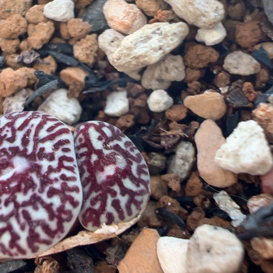 高****。23多肉植物百科知识