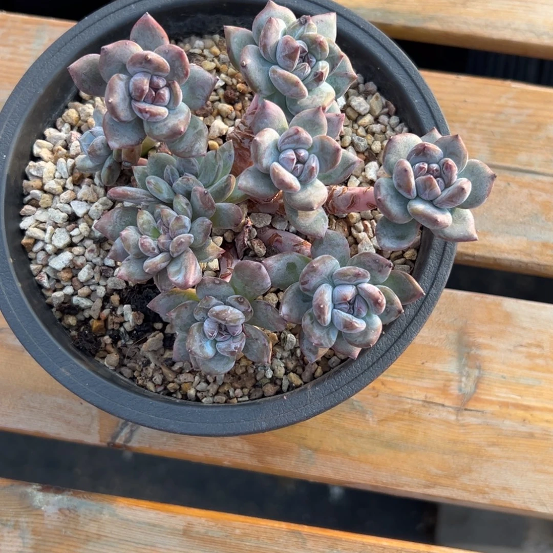 小柯基石榴籽多肉植物
