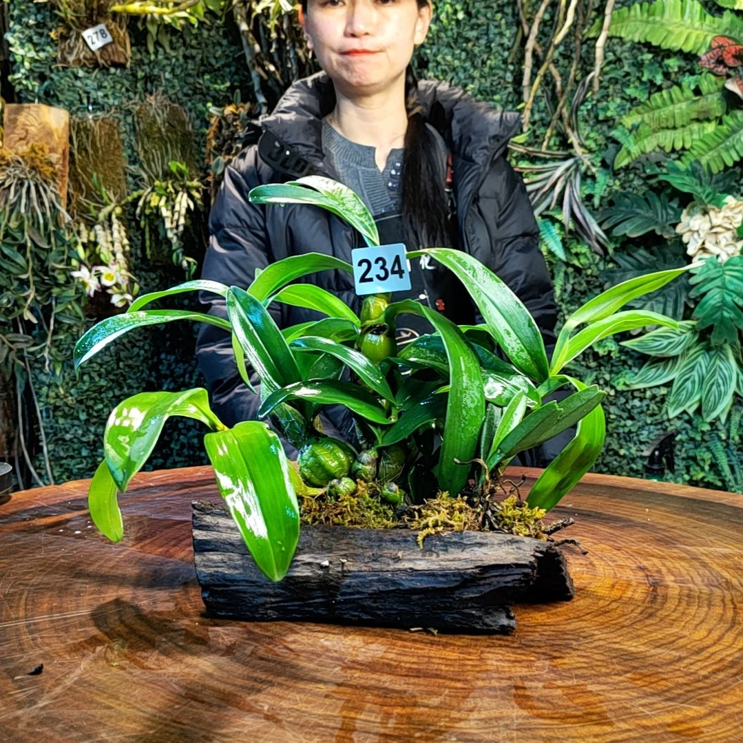 【闪购商品】234鼓槌，红花鸟舌兰花
