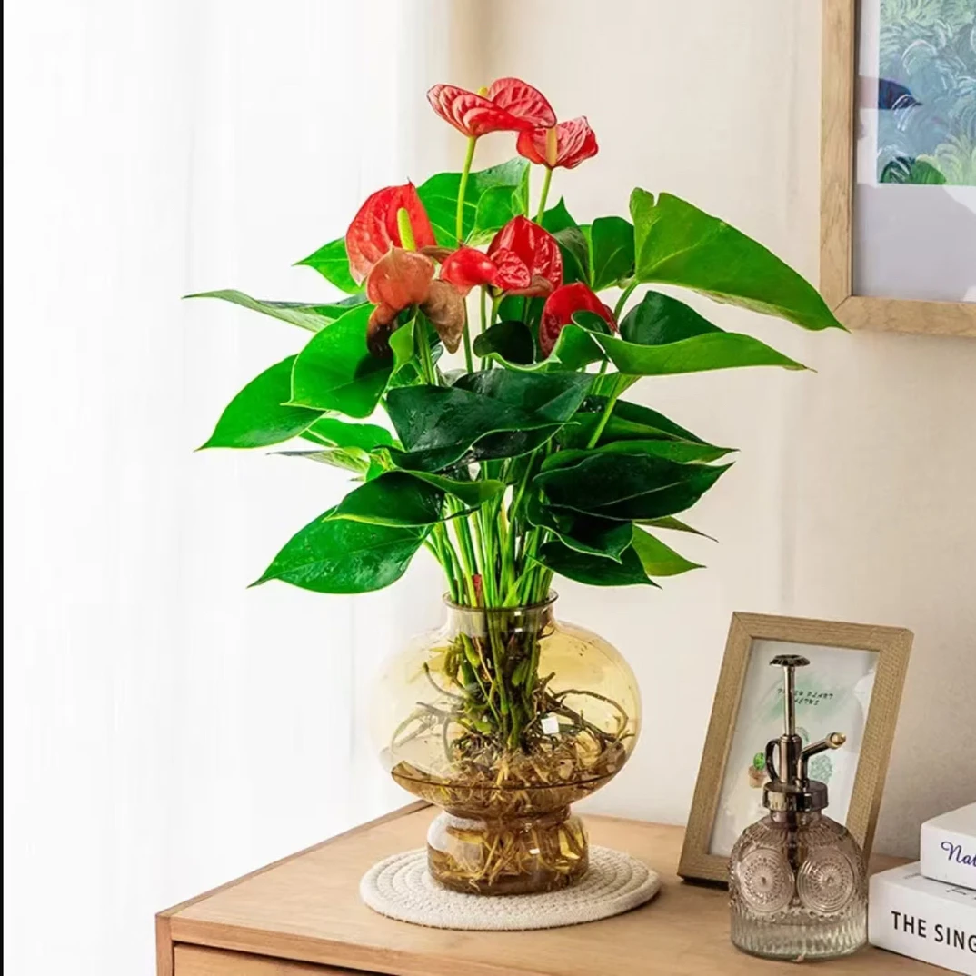 【带花发货】红掌水培盆栽室内绿植花卉客厅书房办公室花卉
