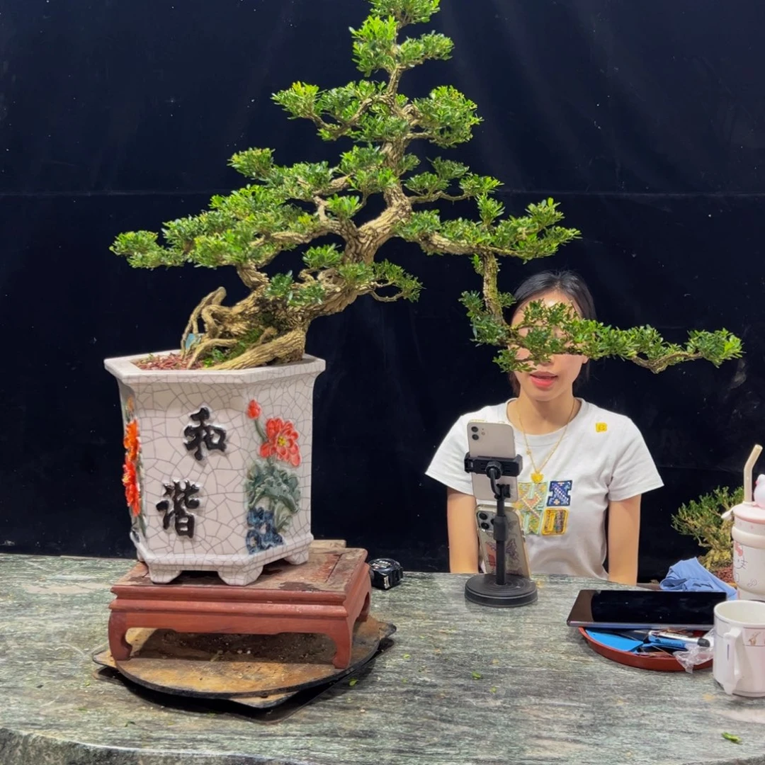 无花朵广东黄杨四季常青