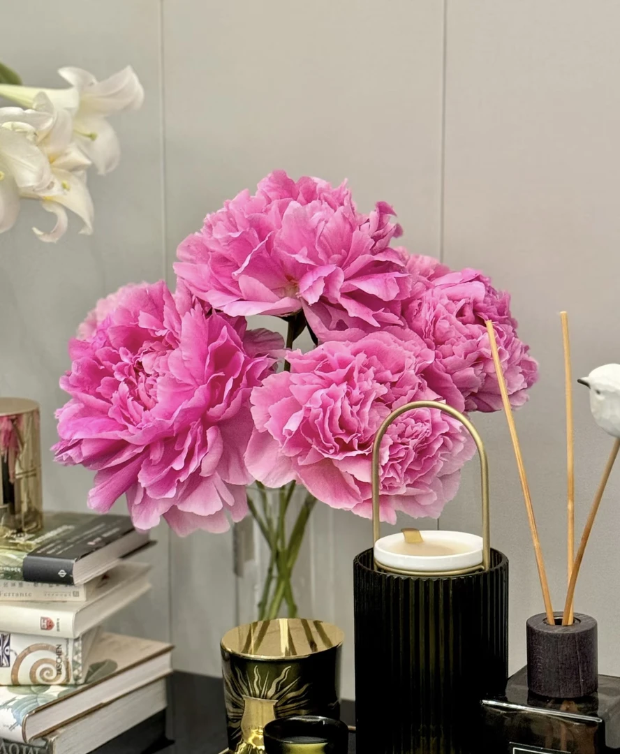 【伽玛】芍药苗  菏泽基地直达