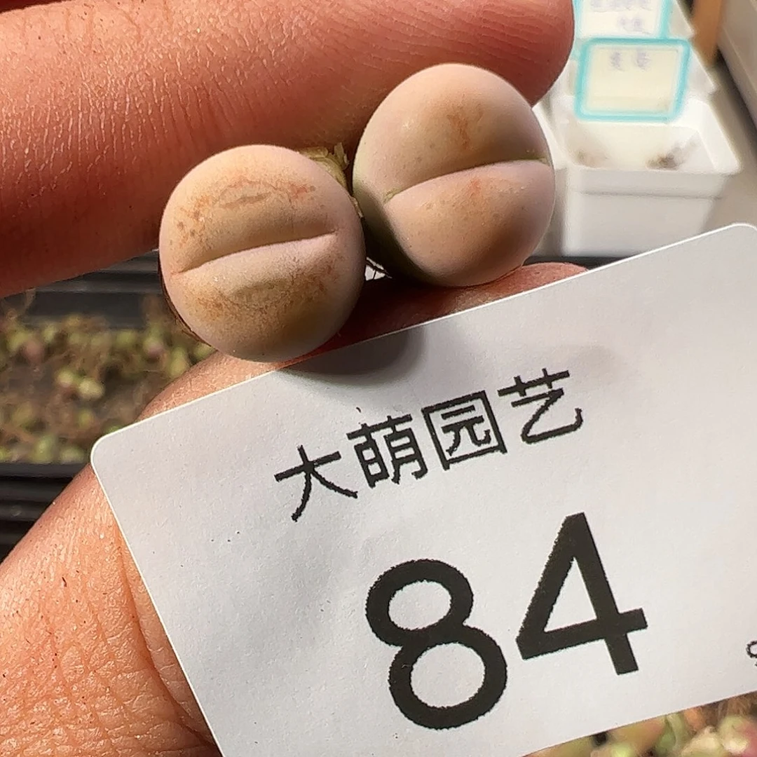 000084 一物一拍……