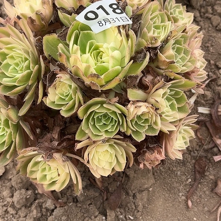 8.31-18黑魔锦多肉植物3