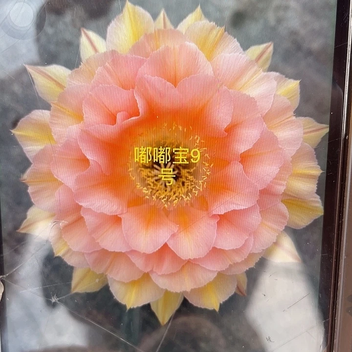 嘟嘟9号秀蒲嫁接清渠福利