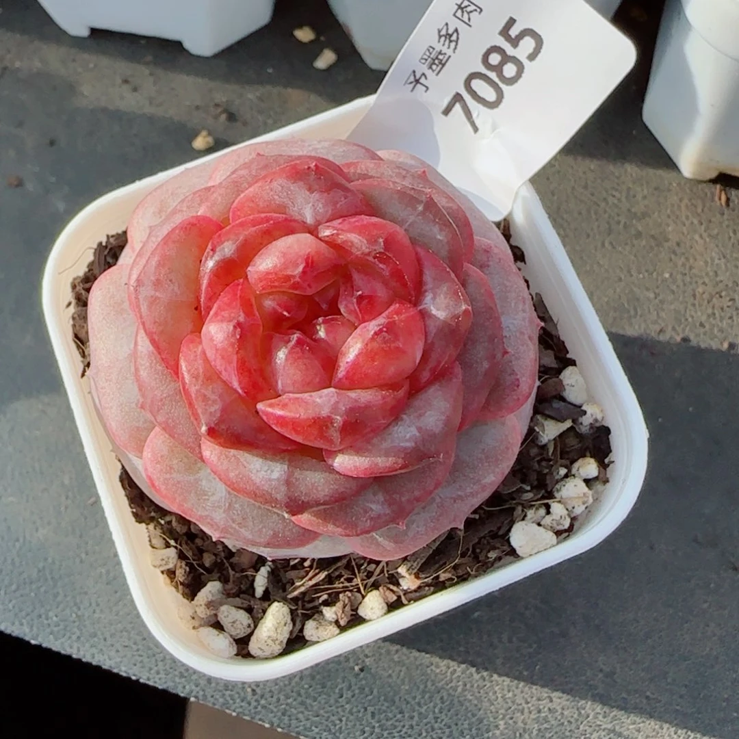 红莓，7085多肉植物