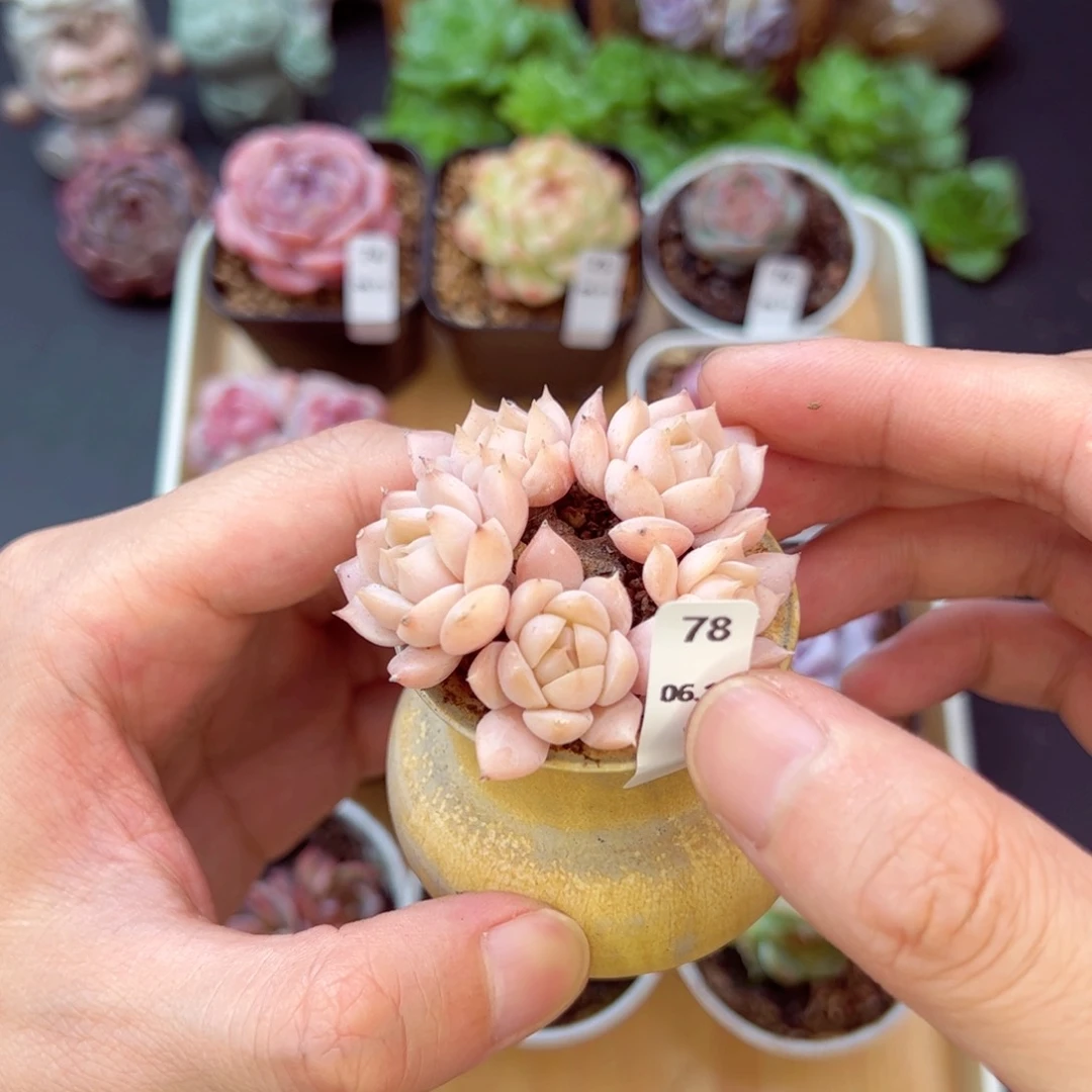 范女王78、哈哈哈哈