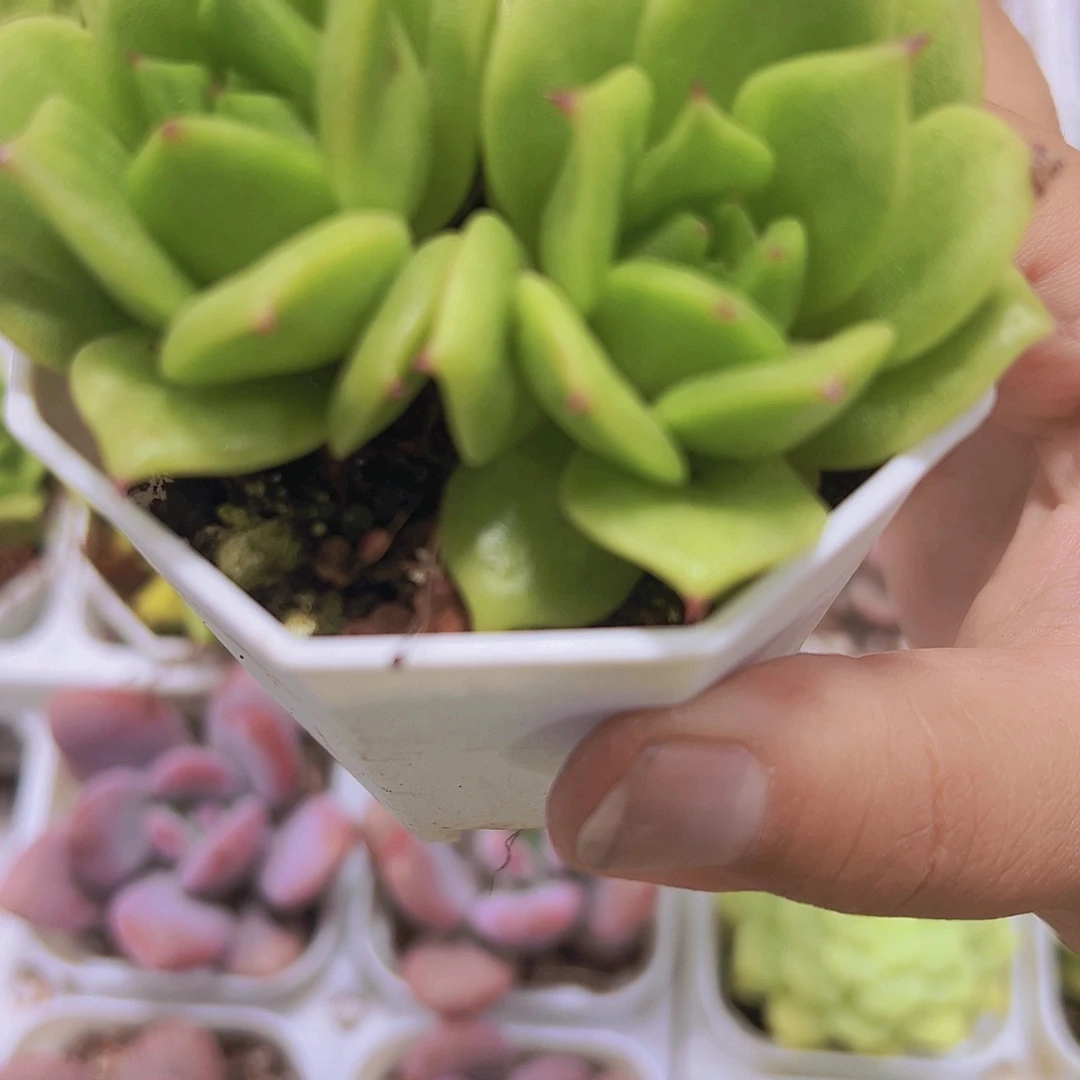 双头玛利亚9.9包邮多肉