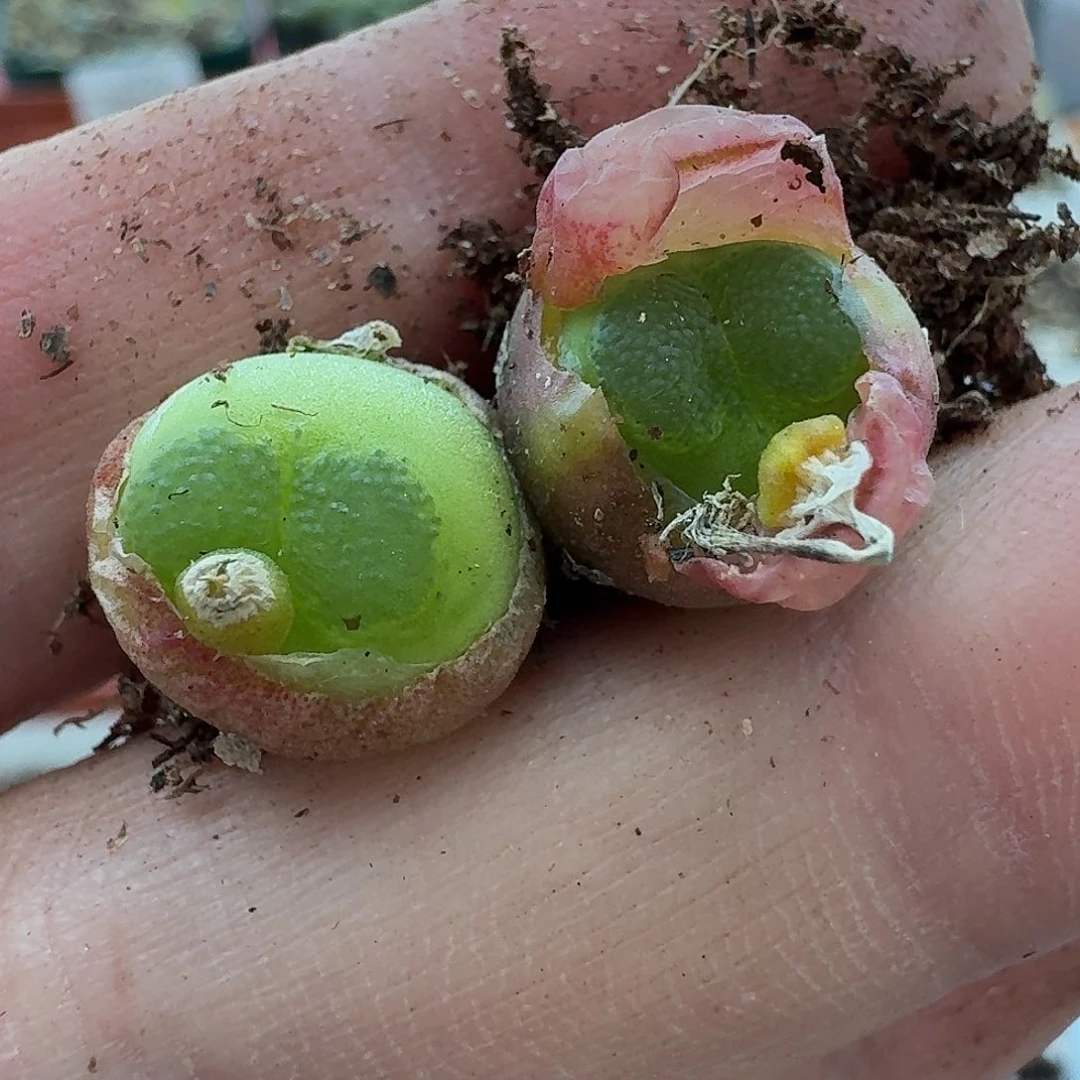 老马生石花雪茄1936