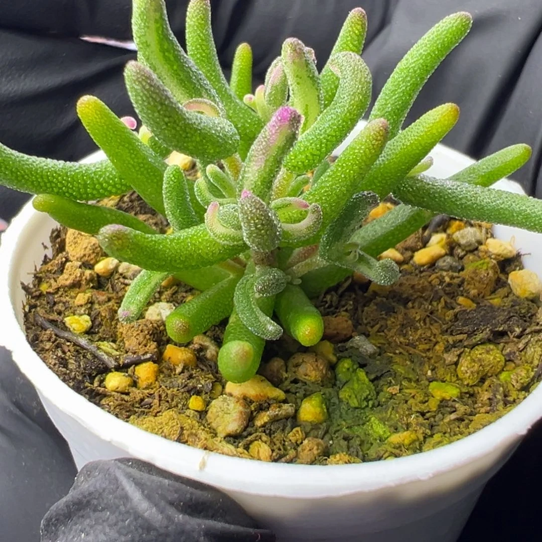 多肉植物枝干彩虹卷