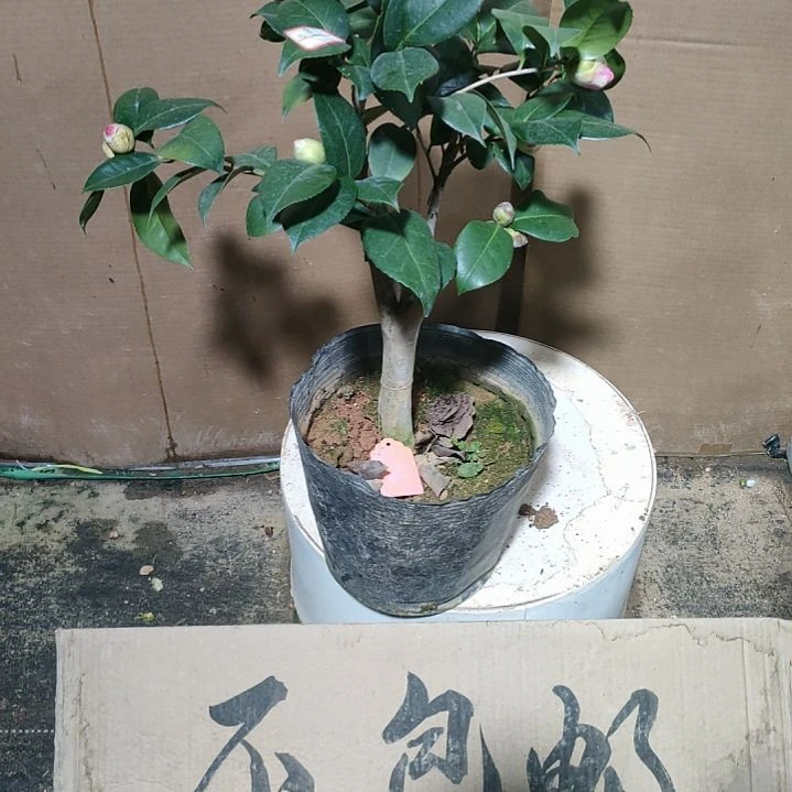 598心愿，原盆原土发货，不包邮