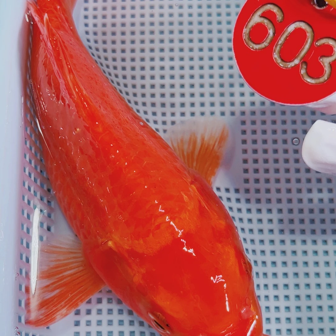 锦鲤锦鲤冷水观赏603