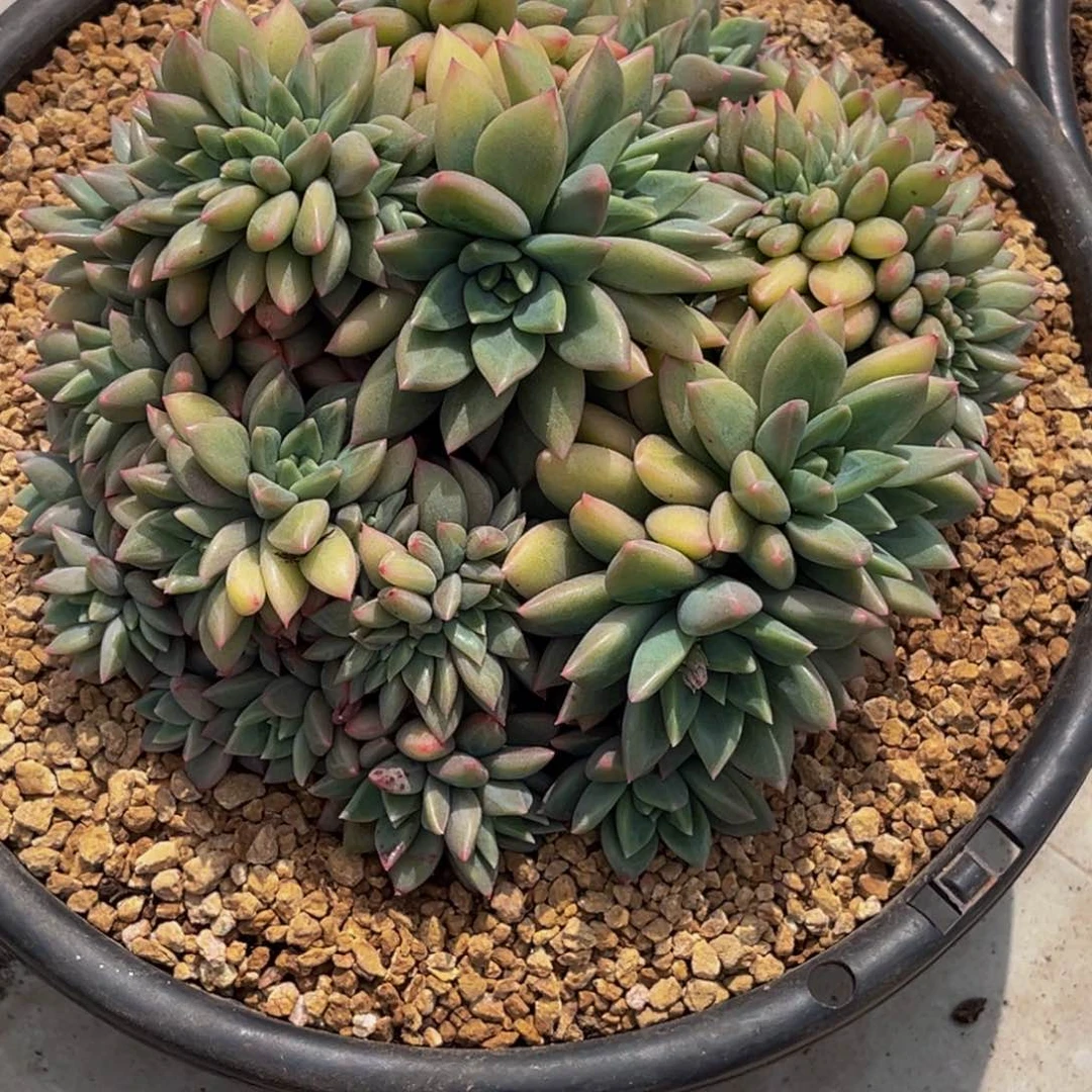 2610号上午多肉植物群生多肉