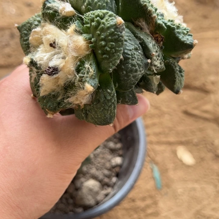 双头哥斯拉仙人球009号