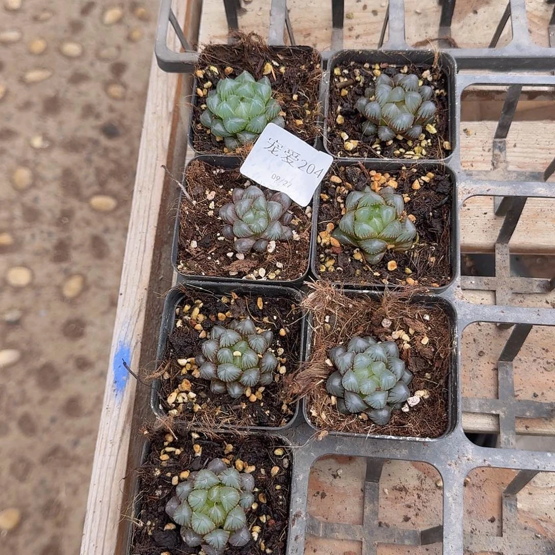 直播福利一物一拍204