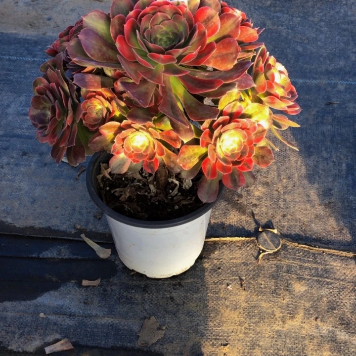 雅典娜078.00000000