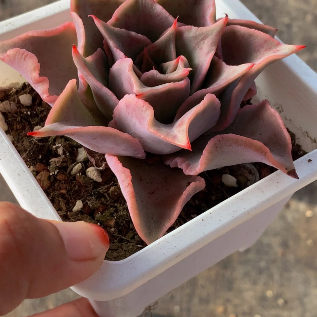 红饺子皮  （满9.99包邮不满9.99发叶子）