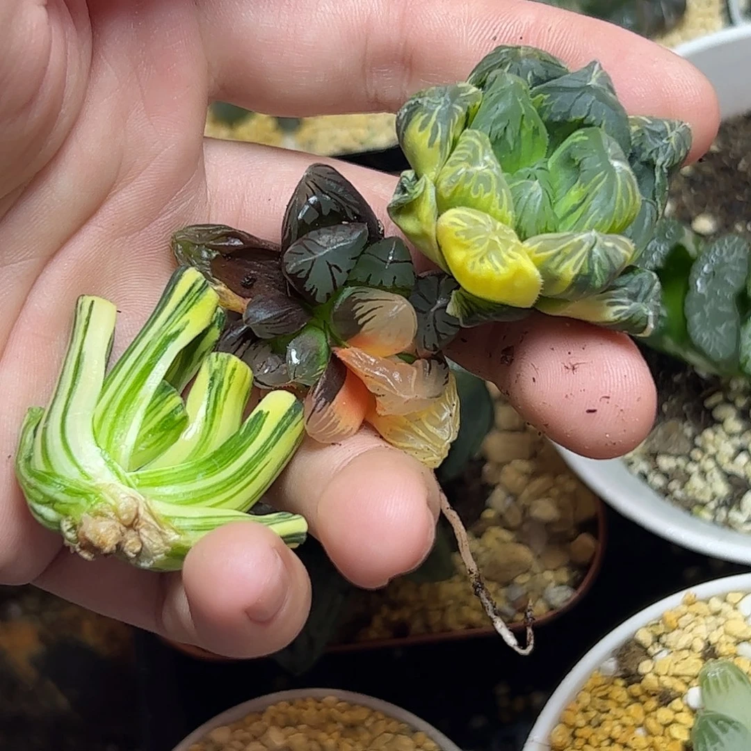 超值组合十二卷多肉植物