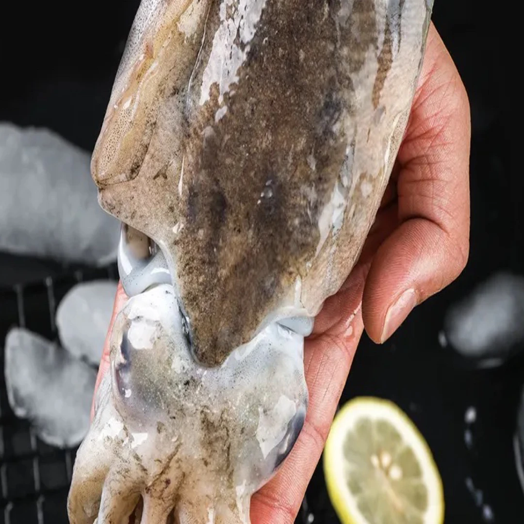 大连当地野生乌鱼（墨鱼）  4斤顺丰包邮