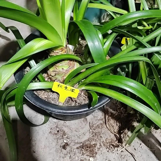 秋意浓主球8+带7侧