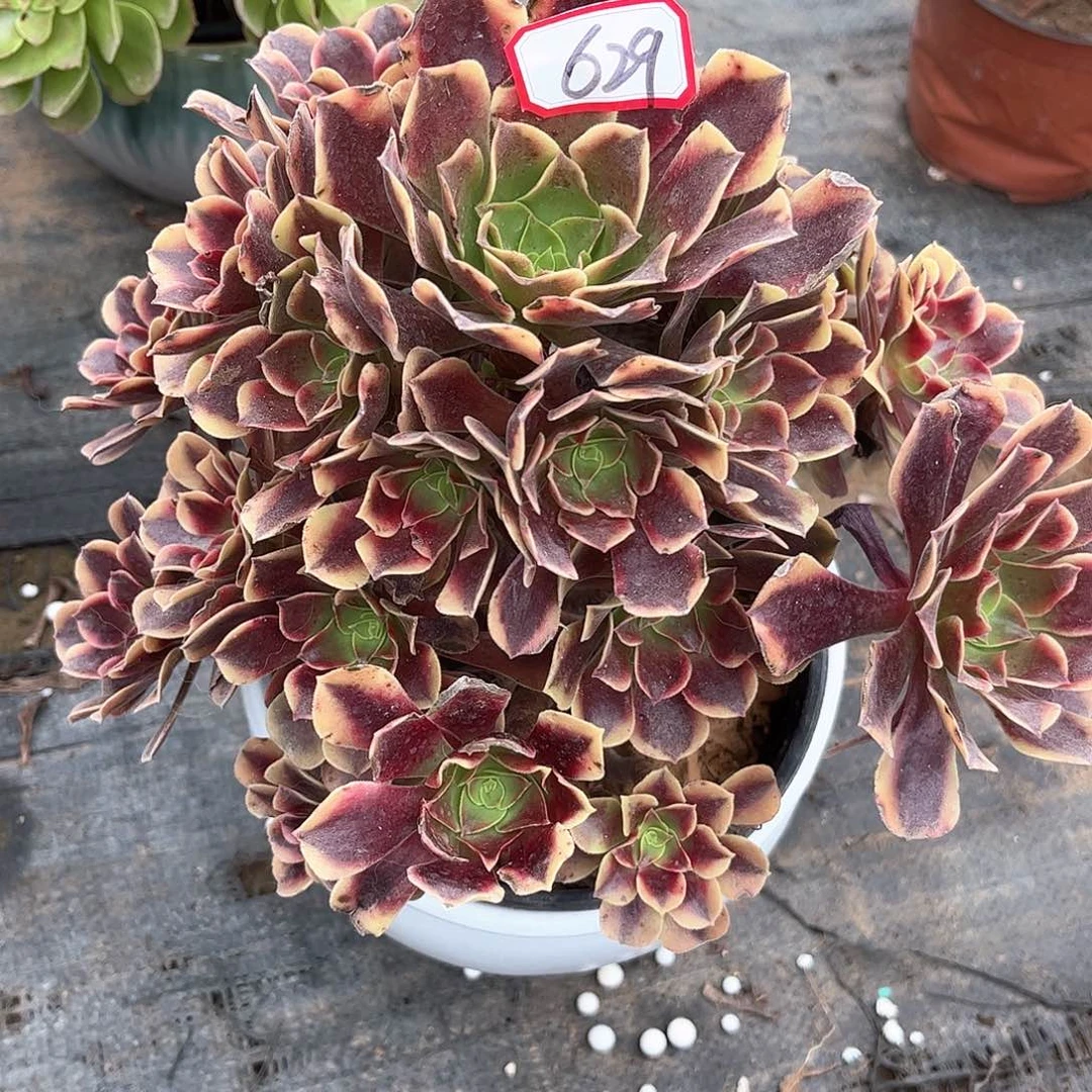 多肉植物629号多肉植物