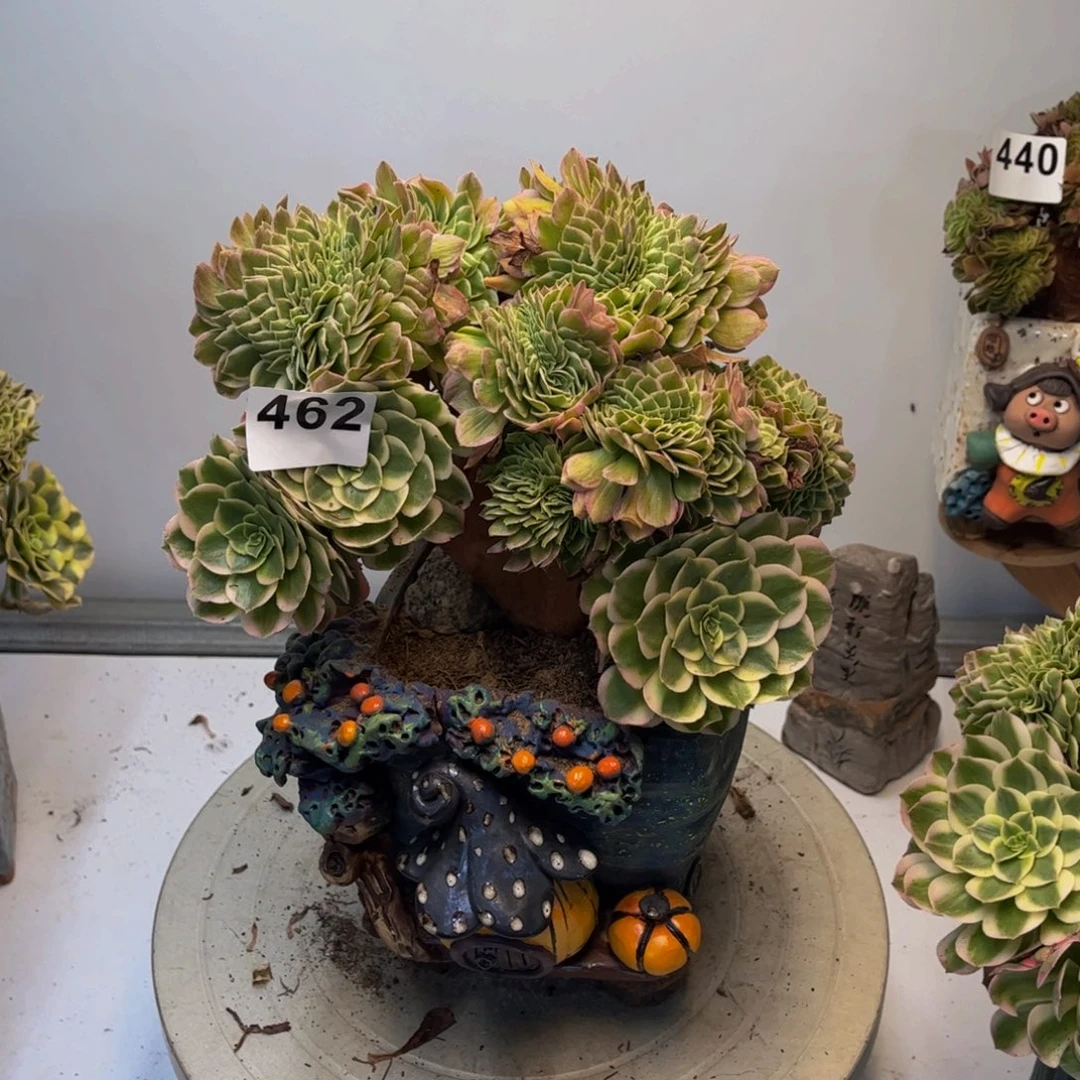 多肉植物海王缀462