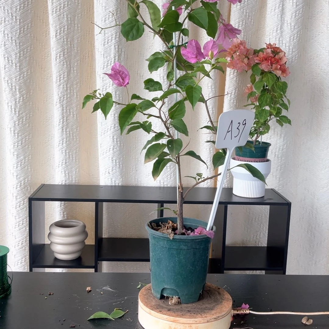 大量花朵（建议范围：8朵-15朵 或40%以上）广红樱A39