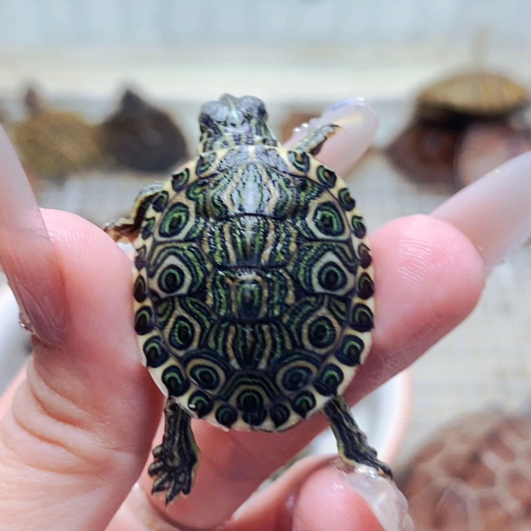 不分公母宠物龟微变大河苗