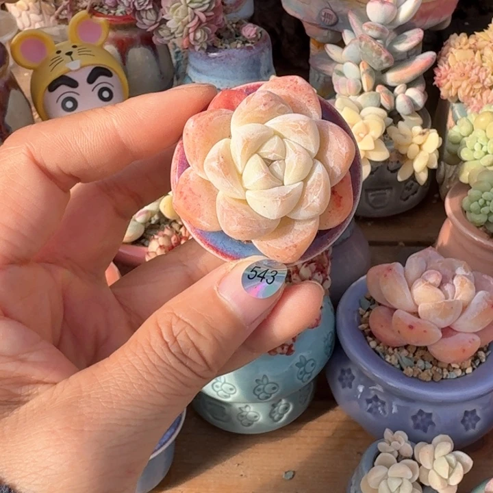 543 多肉含盆土30元包邮除偏远