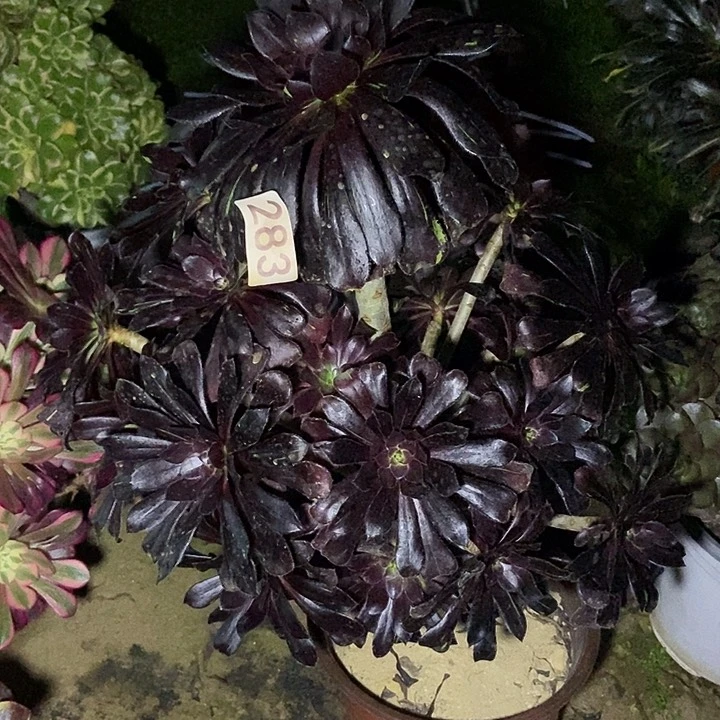 魔法师多肉283多肉不包断