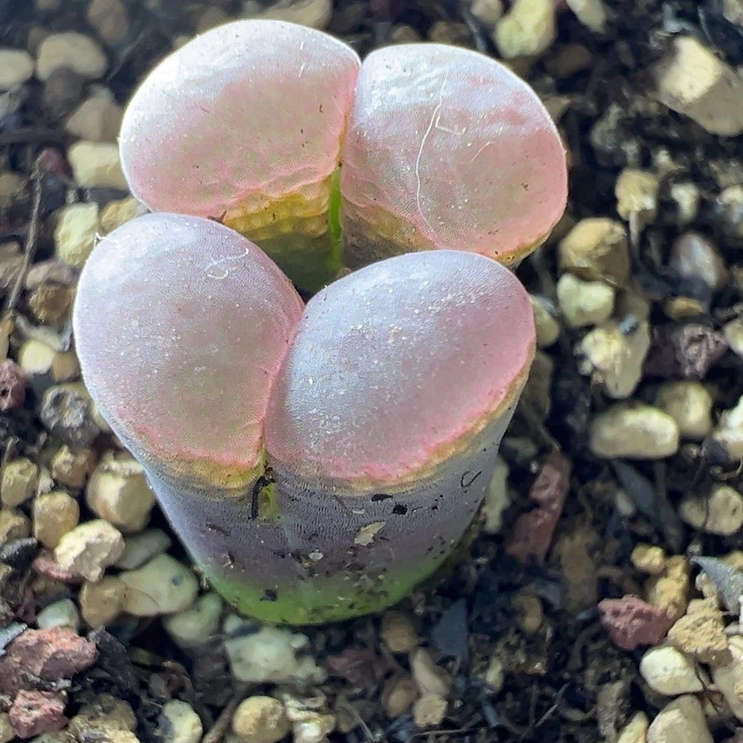 390特特特特特特特特