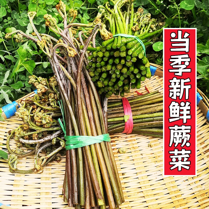 蕨菜新鲜现摘山蕨菜野菜当季新鲜蔬菜龙爪厥菜食用农产品蕨苔野生