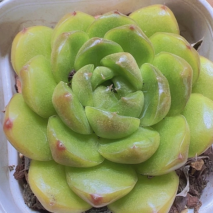 皮艾拉珍妮19包邮多肉