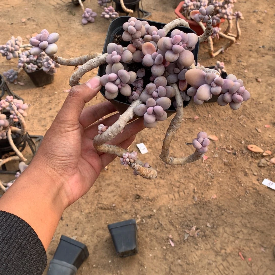 90一物一拍桃蛋老桩福利款不包售后