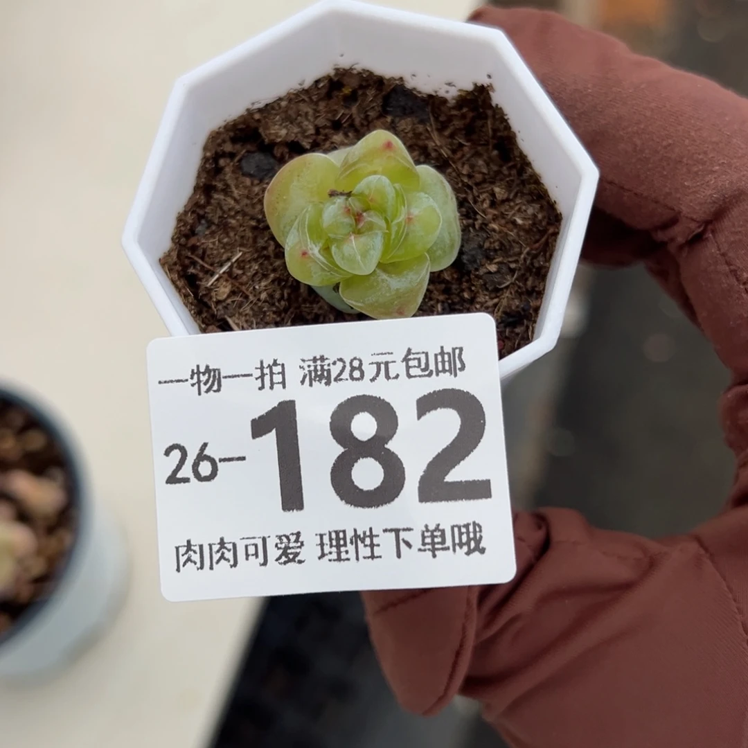 恶魔之泪多肉多肉多肉多肉