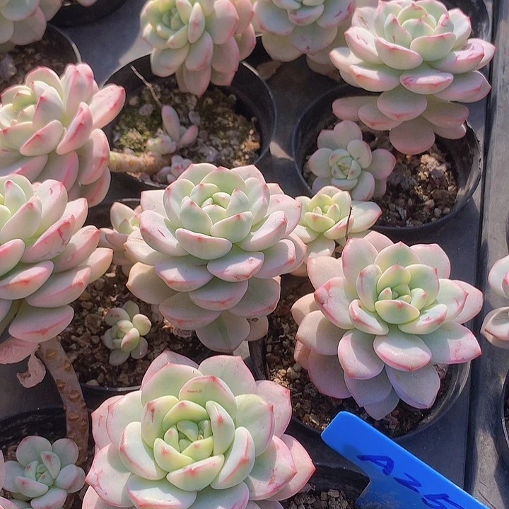 a25香草锦带崽发货