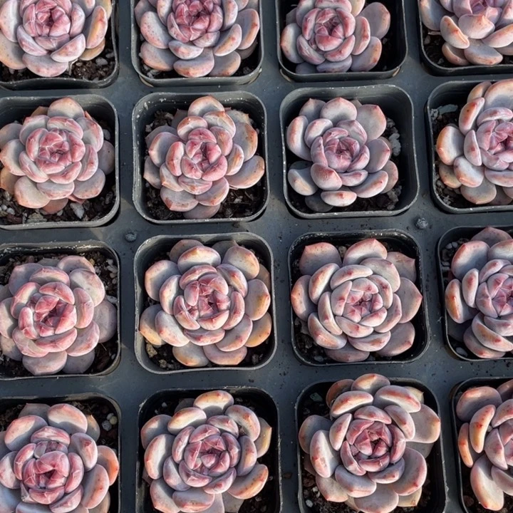 石榴籽单头一颗冠幅5-6厘米20包邮新疆西藏不发