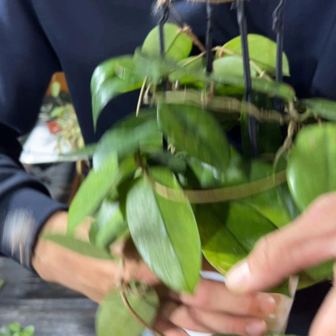 沙***途无花朵广西球兰大苗