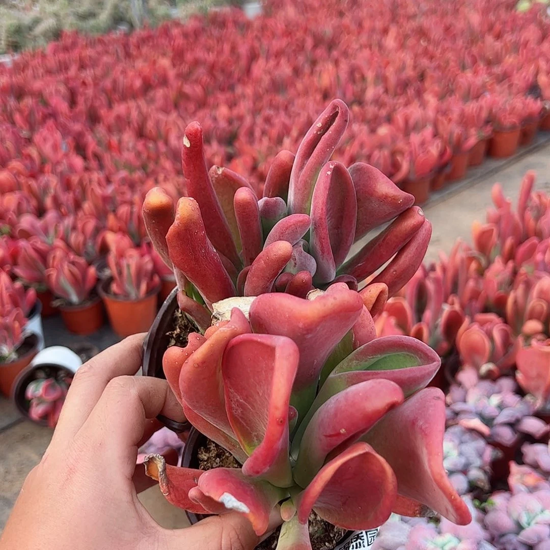 火狐狸两盆精控老桩