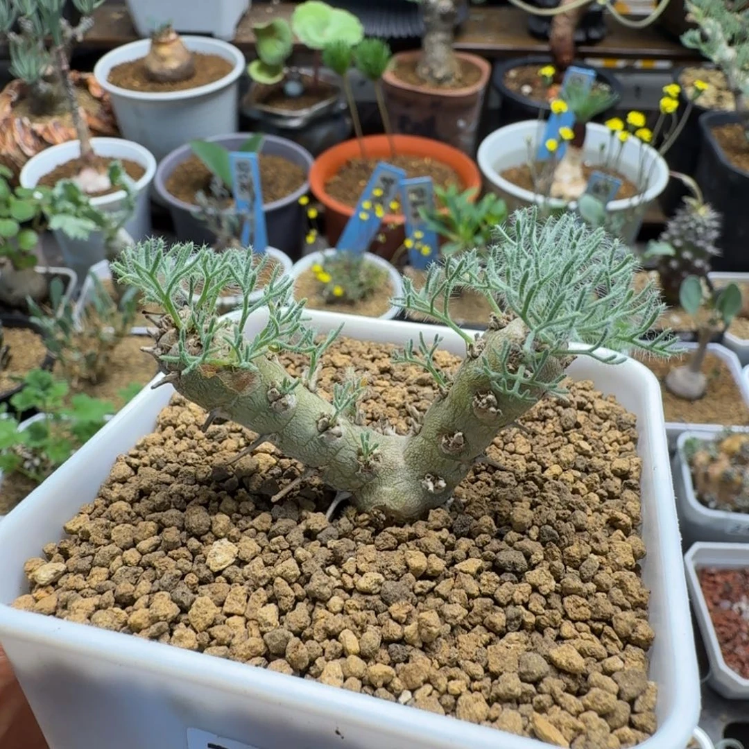 白皮月界353 仙人球