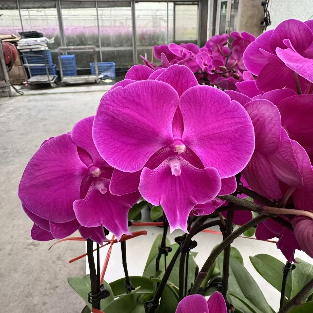 精选蝴蝶兰【大红豆】紫红色系大花 室内花卉绿植叶子微瑕 基地直发