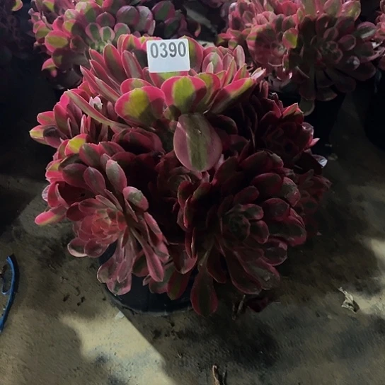 猫*多肉植物一物一拍0390