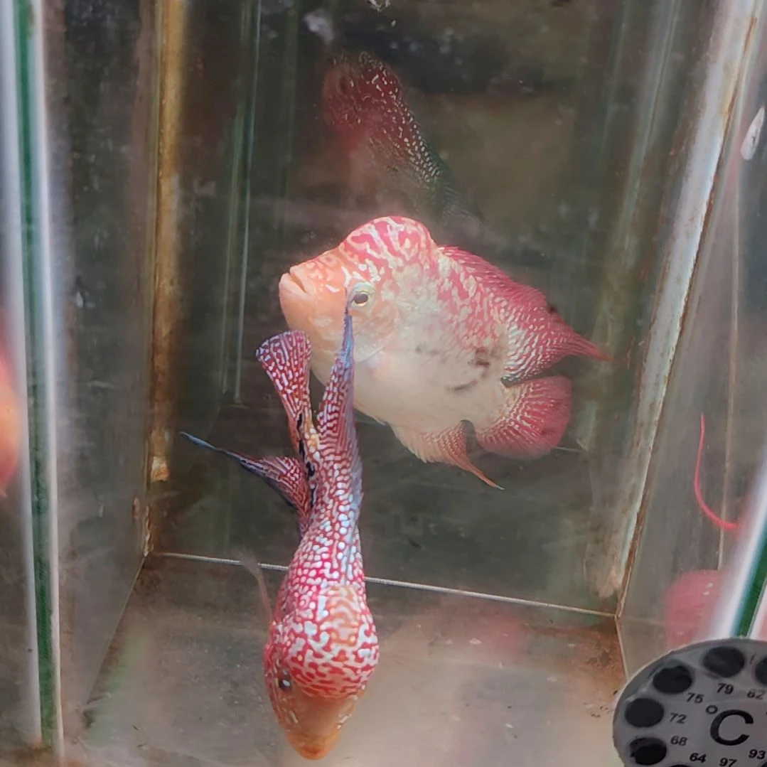 罗汉鱼2222222222222