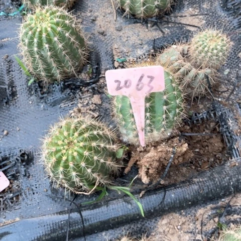 维尔刚有斑介意勿拍随机发2063