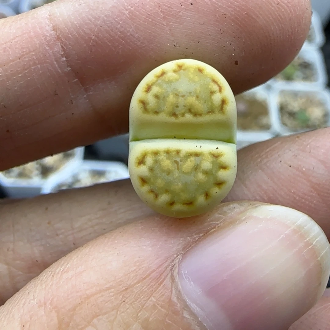 599饼干清框福利30包邮