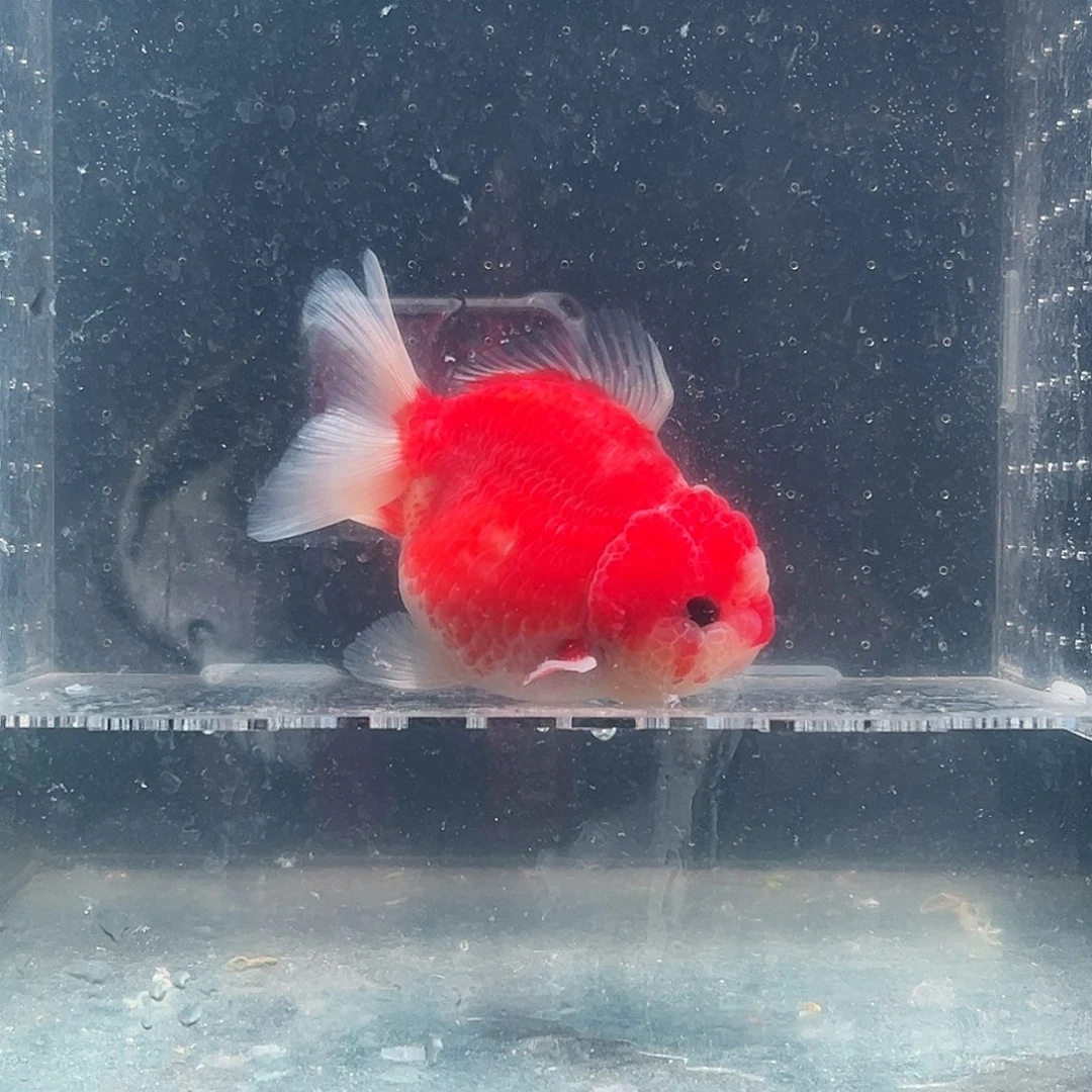 阿***飞海水鱼51。zzzzzzzz