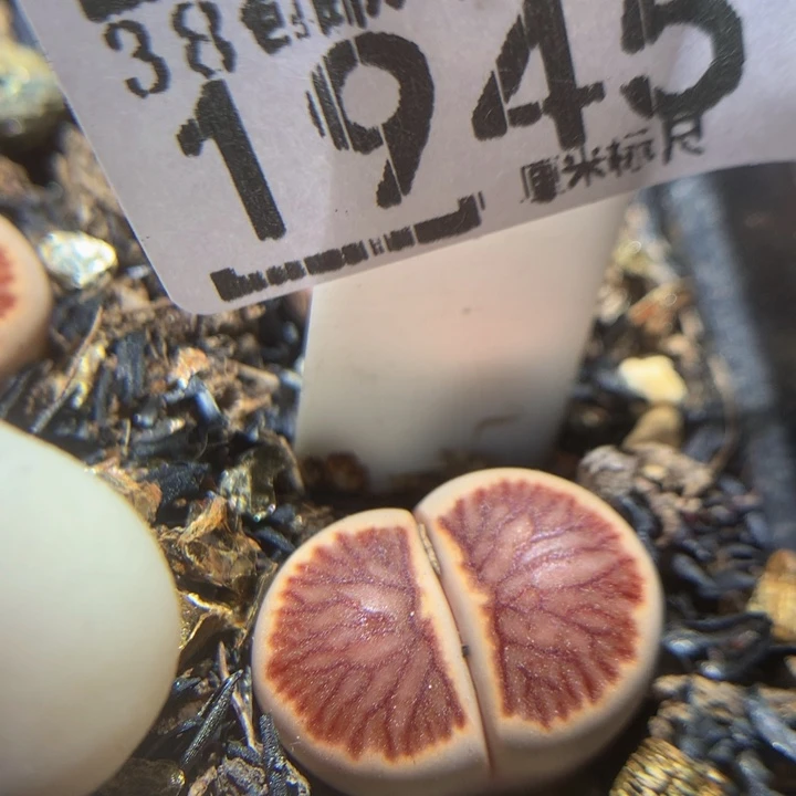 Zzz精品生石花1945莲花菊
