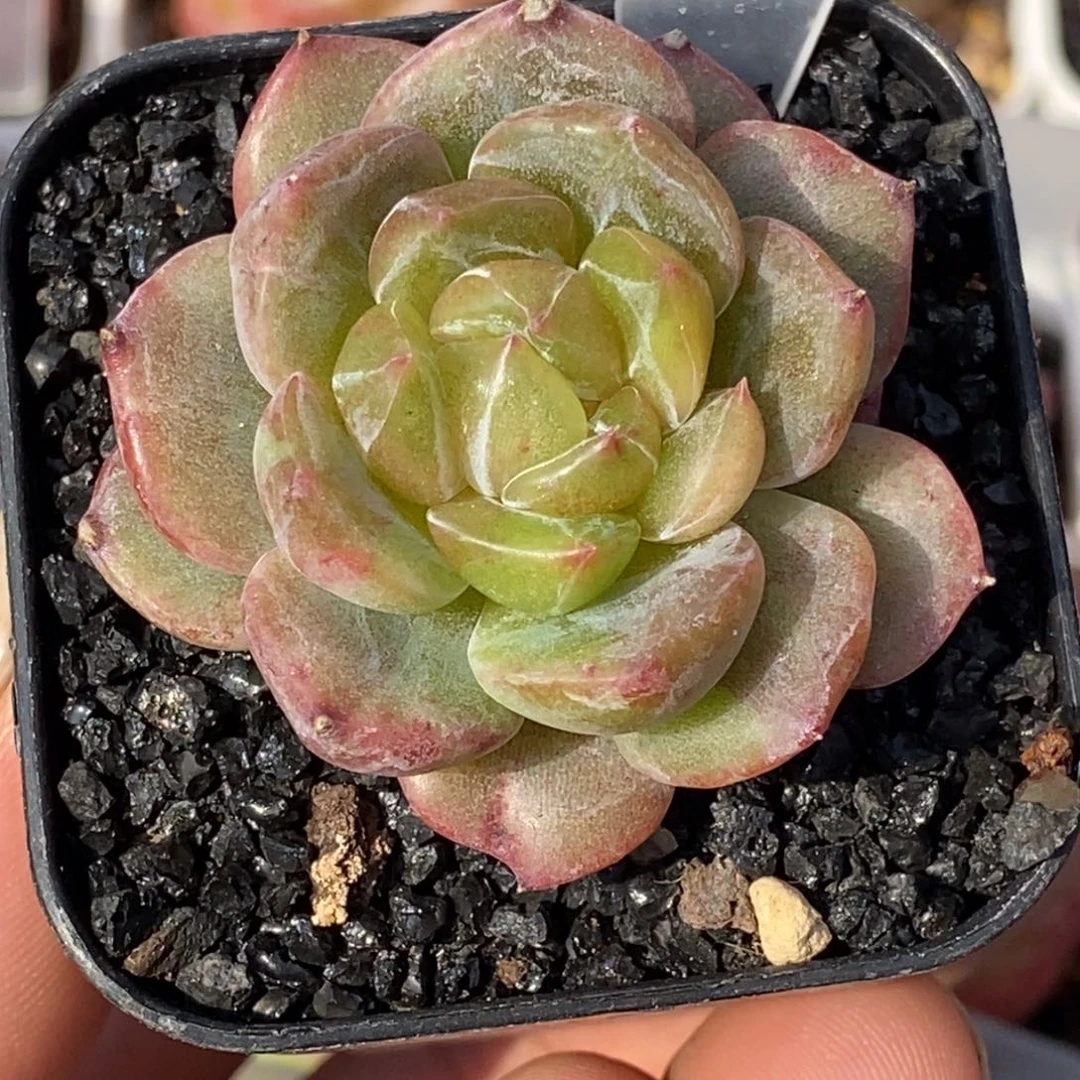 天官赐福百无禁忌