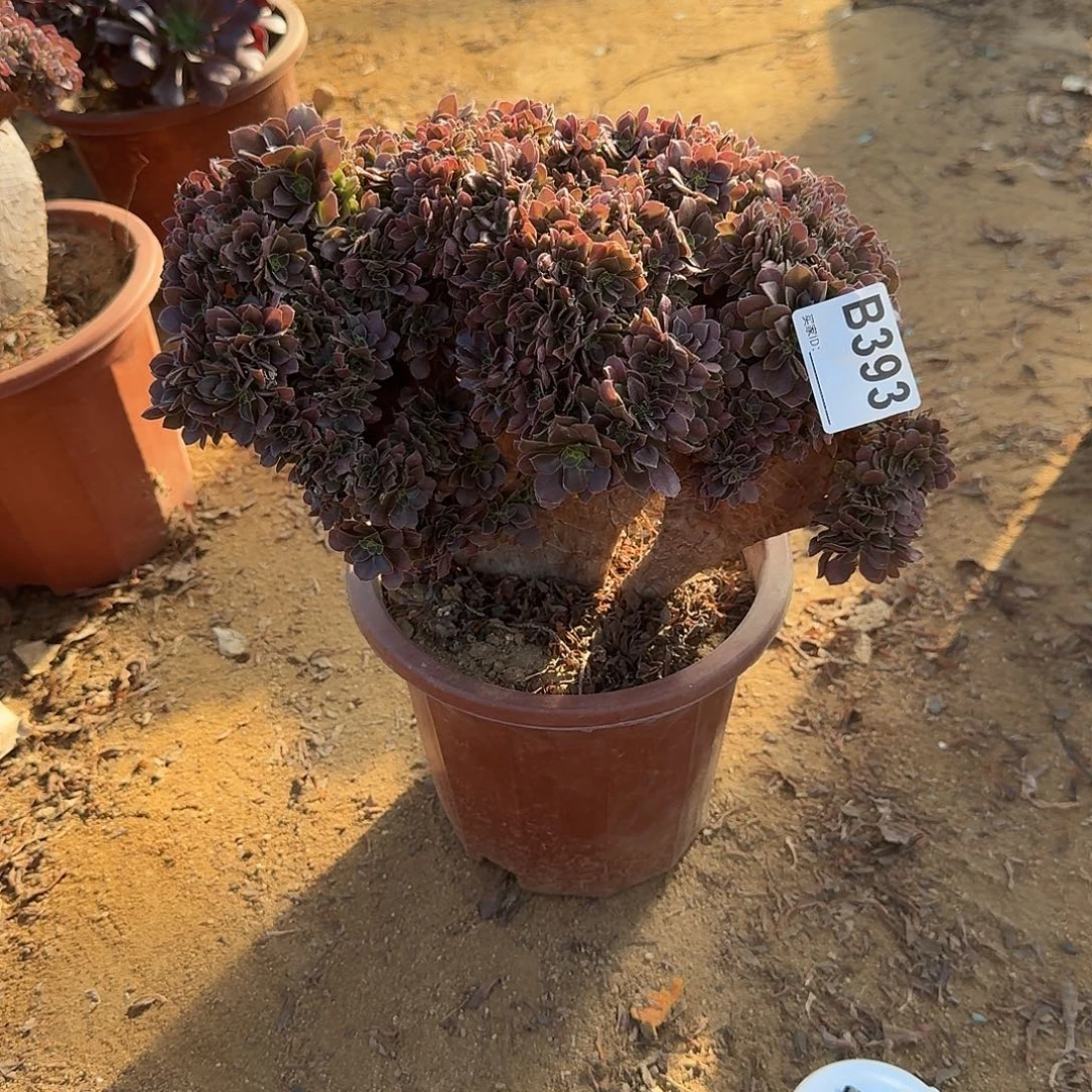 393玫瑰有伤一颗满28包邮