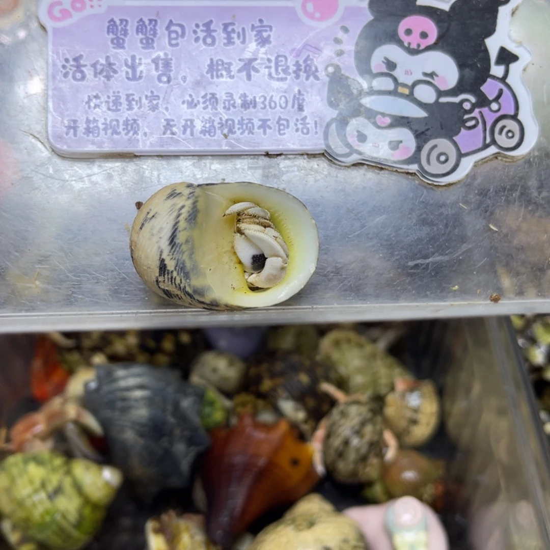 西沙灰白寄居蟹包活到家
